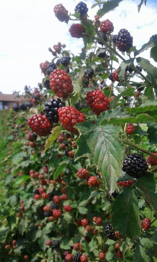 Agriturismo Cascina Aguzza Оледжо Экстерьер фото